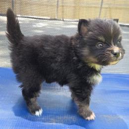 Sawyer - Wolf sable male Pomsky puppy in New Lenox, Illinois from Illinois Poms