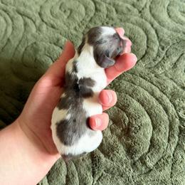 AKC Black and Tan Dapple-Piebald - Dapple female Dachshund puppy in Colville, Washington from G&B Iron Mountain Dachshunds