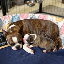 Champ - Red male Boston Terrier puppy in Lowell, Arkansas from Bogan's Boston's