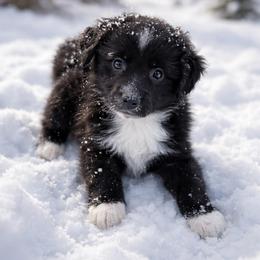 Bugsy - Black & white male Miniature Australian Shepherd puppy in Luling, Texas from Little Wood Toy and Mini Aussies