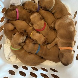 Girl 3 - Dark golden female Golden Retriever puppy in Kentucky from Greenridge Kennels