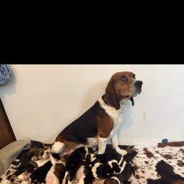 Kelly - Beagle