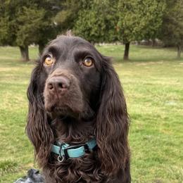Boykin Spaniels from PABS KENNELS