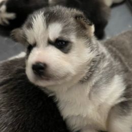 Siberian Huskies from Greedy Dogs 101: Siberian Husky’s