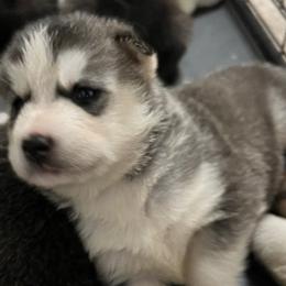 Siberian Huskies from Greedy Dogs 101: Siberian Husky’s