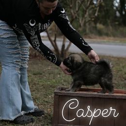 Neapolitan Mastiff and Tibetan Mastiff Puppies from Carolina Coastal Mastinos