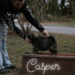 Neapolitan Mastiff and Tibetan Mastiff Puppies from Carolina Coastal Mastinos