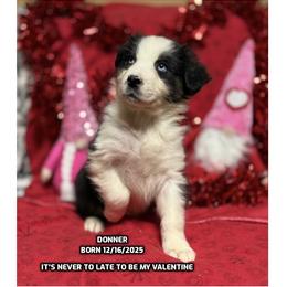 Donner - Black tri-color male Australian Shepherd puppy in Bethany, Connecticut from Wynter Thyme Manor Australian shepherds