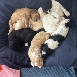 Bernedoodle Puppies from Rosie’s pups
