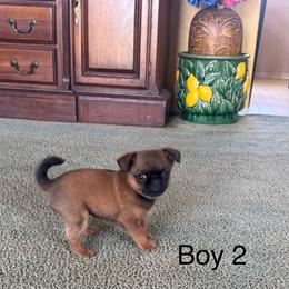 Boy 2 - Red male Brussels Griffon puppy in Arroyo Grande, California from Precious Paws Brussels Griffons