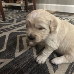 Golden Retriever Puppies from Monadnock Goldens