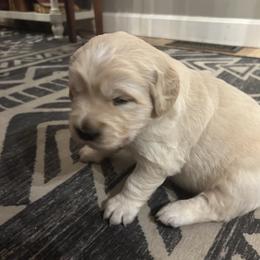 Golden Retriever Puppies from Monadnock Goldens