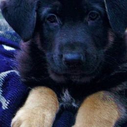 German Shepherd Puppies from Shakers