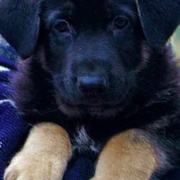 German Shepherd Puppies from Shakers