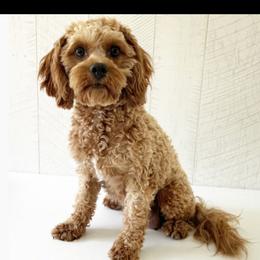 Lulu - Cavapoo