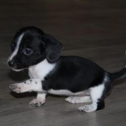 Queen Lillian - Piebald female Dachshund puppy in Kilgore, Texas from The Barefield Doxies