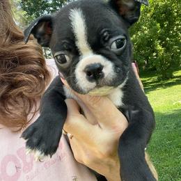 Quinn - Black and white female Boston Terrier puppy in Fillmore, Illinois from Wind Hill Puppies