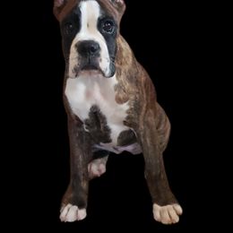 Boxer Puppies from SmashBox Kennel
