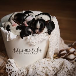 Biewer Terrier Puppies from Imperial BabyDoll Biewers
