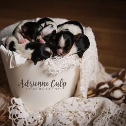 Biewer Terrier Puppies from Imperial BabyDoll Biewers