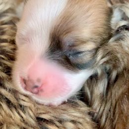 Coton de Tulear Puppies from Catawba Cotons