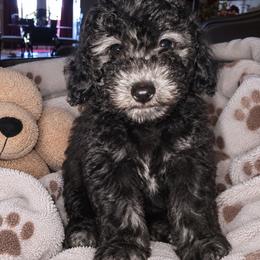Zazu - Blue male Shihpoo puppy in Hertford, North Carolina from Heaven Sent Shihpoo's