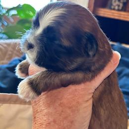 Teddy - Sable and white male Shih Tzu puppy in Victorville, California from Precioustzus