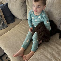 Bernedoodle Puppies from Doting Doodles