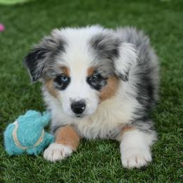 Oak - Blue merle male Australian Shepherd puppy in Oak Hill, Florida from Swingin T Ranch LLC