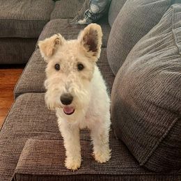Wire Fox Terriers from Wire Hairs of Knoxville