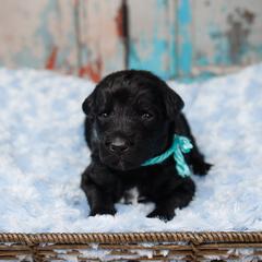 Bordoodle Puppies from 2J 2K Bordoodles