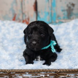 Bordoodle Puppies from 2J 2K Bordoodles