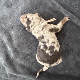 Snickerdoodle - Red merle female Australian Shepherd puppy in Columbia Falls, Montana from Firefly Horse Co Wellness Retreat Center