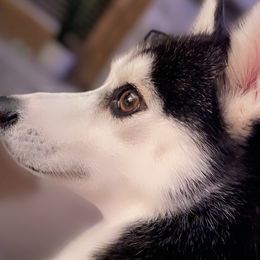 Pia - Pomsky