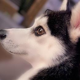 Pia - Pomsky