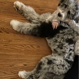 Bernedoodle, Goldendoodle, and Labradoodle All Grown Up from Only Doodles!
