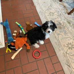 Bordoodle and Poodle All Grown Up from 5 Cent Canine Co.