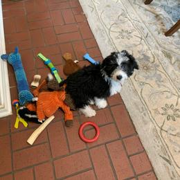 Bordoodle and Poodle All Grown Up from 5 Cent Canine Co.