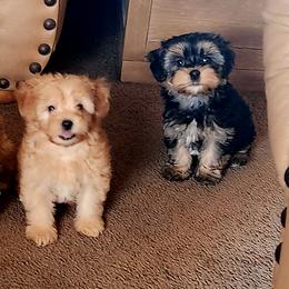 Yorkipoo puppies from Texas Yorkies and Yorkiepoos