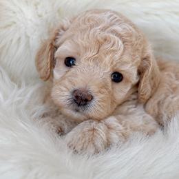 Gia - Cream female Poodle puppy in Oklahoma City, Oklahoma from Red Okie Poos