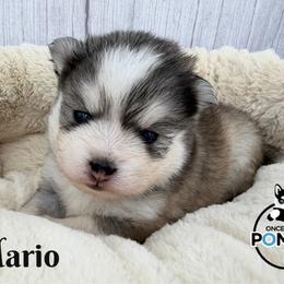 Mario - Gray and white male Pomsky puppy in Eastman, Georgia from Once Upon A Pomsky
