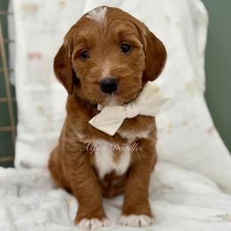 White collar BUZZ - Apricot male Goldendoodle puppy in Salem, Utah from Aspen Doodles Utah