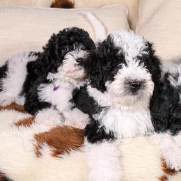 Assorted Doodle Crosses, Aussiedoodles, Bernedoodles, Cavapoos, Goldendoodles, and Sheepadoodles from Happy Top Doodles