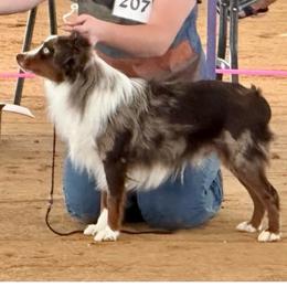 Breaker - Miniature Australian Shepherd