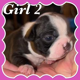 B. Females - Black and white female Boston Terrier puppy in Mc Donough, Georgia from Ballard Boston Terriers