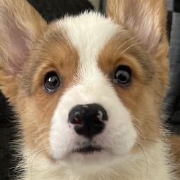 Girl 1 - Pembroke Welsh Corgi puppy in Tehachapi, California from Mighty Corgis