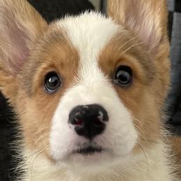 Girl 1 - Pembroke Welsh Corgi puppy in Tehachapi, California from Mighty Corgis