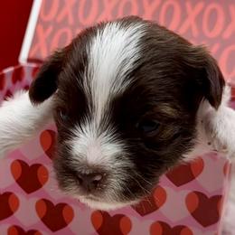 Archer - Chocolate, tan and white male Yorkshire Terrier puppy in Tangipahoa County, Louisiana from Riche’ Louisiana Yorkies