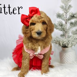 Fritter - Red  female Goldendoodle puppy in Casa Grande, Arizona from AzDoodle Dandies