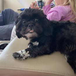 Daizy - Shih Tzu
